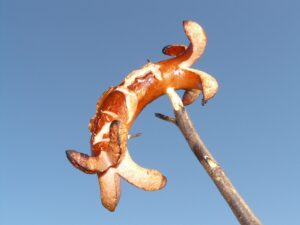 ソーセージ1本のカロリーはどれくらいが目安？